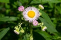 Philadelphia Fleabane - Erigeron philadelphicus