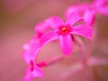 Close-up of pink phlox flowers styloid macro shot