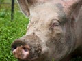 Pink Pig With Muddy Snout Portrait Royalty Free Stock Photo