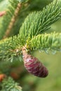 Close up of pink pine cone on green pine branch - a rare and beautiful sight of nature - pine cone is from the Pinus bungeana