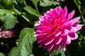 Close up of pink Pinnate Dahlia Dahlia Pinnata flower; green leaves visible in the background Royalty Free Stock Photo