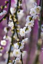 white plum blossom flowers buds branches tender pink background early spring, selective focus, ume, mei Royalty Free Stock Photo