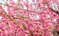 Close up pink plum flower blossom on tree in garden at spring seasonal,natural background Royalty Free Stock Photo