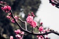 Close up pink plum flower blossom on tree in spring seasonal,natural background.dramtic tone filter Royalty Free Stock Photo