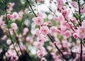 Close up pink plum flower blossom on tree in spring seasonal,natural background.dramtic tone filter