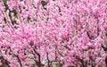 Close up pink plum flower blossom on tree in spring seasonal,natural background.dramtic tone filter Royalty Free Stock Photo