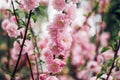 Close up pink plum flower blossom on tree in spring seasonal,natural background.dramtic tone filter Royalty Free Stock Photo