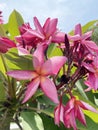 Pink plumeria flower in nature garden