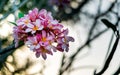 Close up pink plumeria flower on sunset time. Royalty Free Stock Photo