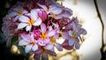 Close up pink plumeria flower on sunset time no 2. Royalty Free Stock Photo