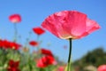 Close up pink poppy shirley flower and blue sky background. Royalty Free Stock Photo