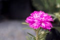 Close up of pink Portulaca oleracea on garden background