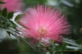 Close Up of a Pink Powderpuff Flower