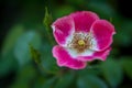 Close Up of Pink Prairie Rose Flower with Shallow Depth of Field