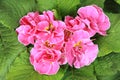 Close-up of pink primrose with double flowers in a flowerbed Royalty Free Stock Photo