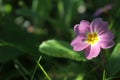 Pink primrose