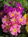 Close-up of pink primrose in a flowerbed Royalty Free Stock Photo