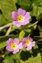 Close up of pink primroses