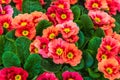 Close up of pink primula flowers