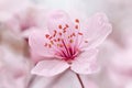 Pink Canadian plum blossoming at spring