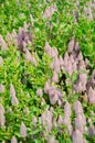 Close up of ptilotus exaltatus joey in the garden. Natural floral background. Royalty Free Stock Photo