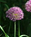 Close up of a Pink Purple Allium flower head with stem Royalty Free Stock Photo