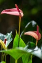 Pink and purple anthurium flower with green leaf beautiful natural art design Royalty Free Stock Photo