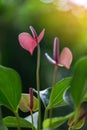 Pink and purple anthurium flower with green leaf beautiful natural art design Royalty Free Stock Photo