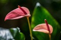 Pink and purple anthurium flower with green leaf beautiful natural art design Royalty Free Stock Photo