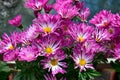 Close-up of pink and purple Chrysanthemum in the garden. Chrysanthemum flowers blooming background. Royalty Free Stock Photo