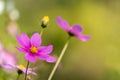 Close-up of pink purple Cosmos flower with soft blur background Royalty Free Stock Photo