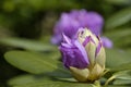 Close-up of pink, purple, flowers in bud of rhododendron. Spring flowering, selective focus