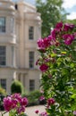 Close up of pink and purple flowers with medicinal properties in the garden at the Royal College of Physicians, London UK Royalty Free Stock Photo