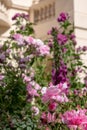 Close up of pink and purple flowers with medicinal properties in the garden at the Royal College of Physicians, London UK Royalty Free Stock Photo