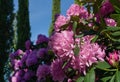 Close-up of pink purple flowers of Rhododendron `Roseum Elegans` hybrid catawbiense blossom in Public landscape city park Royalty Free Stock Photo