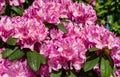 Close-up of pink purple flowers of Rhododendron `Roseum Elegans` hybrid catawbiense blossom in Public landscape city park