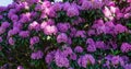 Close-up of pink purple flowers of Rhododendron `Roseum Elegans` hybrid catawbiense blossom in Public landscape city park Royalty Free Stock Photo