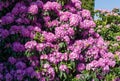 Close-up of pink purple flowers of Rhododendron `Roseum Elegans` hybrid catawbiense blossom in Public landscape city park Royalty Free Stock Photo