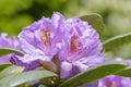 Close-up of pink, purple, flowers of rhododendron. Spring flowering, selective focus