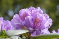 Close-up of pink, purple, flowers of rhododendron. Spring flowering, selective focus