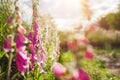 Close up of pink purple foxglove flowers blooming in summer garden. Digitalis in blossom. Floral background Royalty Free Stock Photo