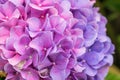 Close-up pink and purple Hydrangea flower in a garden