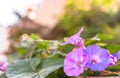 Close-up on pink and purple morning glory blooming flowers on a bokeh background. Royalty Free Stock Photo