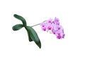 Pink purple orchid miltonopsis flowers branch blooming with green stem and leaves branch  isolated on white background , clipping Royalty Free Stock Photo