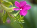 Close up of pink, purple periwinkle madagascar flower in garden with water drops on petals and blurred background  ,sw Royalty Free Stock Photo