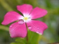 Close up of pink, purple periwinkle madagascar flower in garden with water drops on petals and blurred background  ,sw Royalty Free Stock Photo