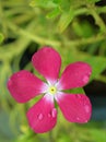 Close up of pink, purple periwinkle madagascar flower in garden with water drops on petals and blurred background  ,sw Royalty Free Stock Photo