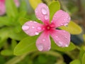 Close up of pink, purple periwinkle madagascar flower in garden with water drops on petals and blurred background  ,sw Royalty Free Stock Photo