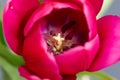 Close up Pink Purple Spring Tulip Flower Inside View