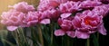 Close-up pink purple tulip flower on blurred tulips flower field nature background for banner and cover page Royalty Free Stock Photo